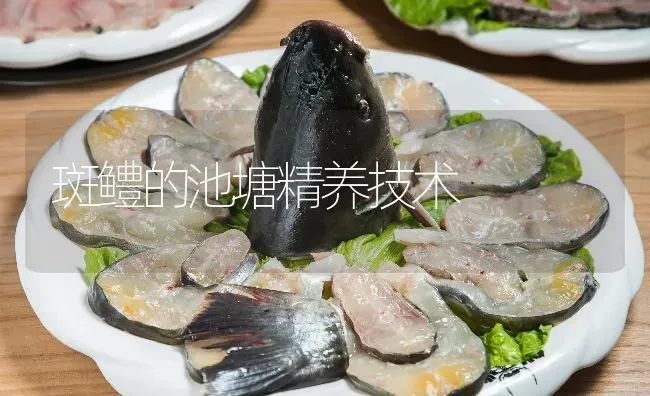 斑鳢的池塘精养技术 | 淡水养殖
