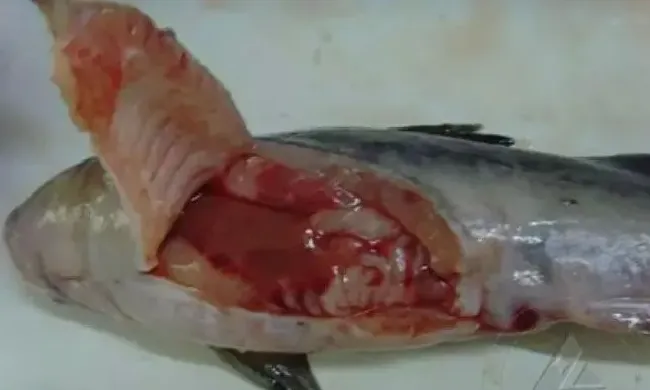 淡水鱼养殖过程中细菌性败血病的防控方法