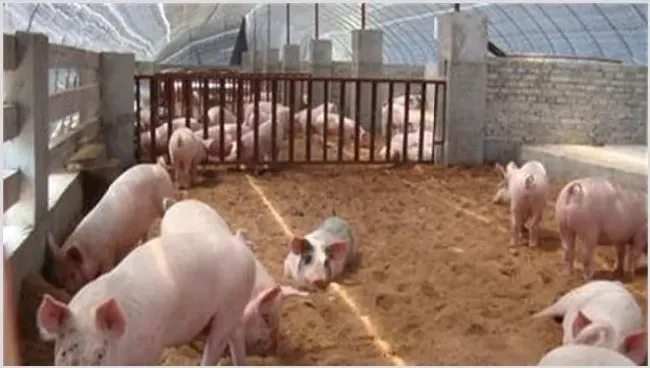新手养猪需要注意什么 | 动物养殖技术