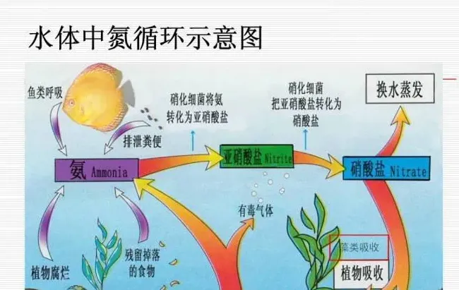 池塘水质氨氮、亚硝酸盐的危害与调控方法