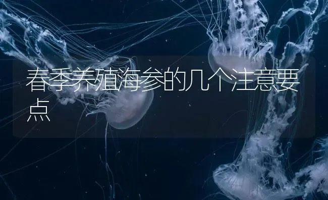 春季养殖海参的几个注意要点 | 海水养殖