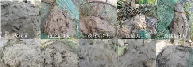 底部“氧债”，小龙虾高温上草的罪魁祸首！一招帮您解决