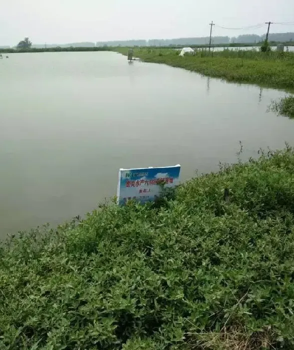 800亩养殖示范基地鱼病防治跟踪报道