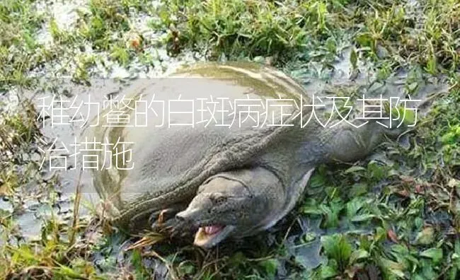 稚幼鳖的白斑病症状及其防治措施 | 淡水养殖