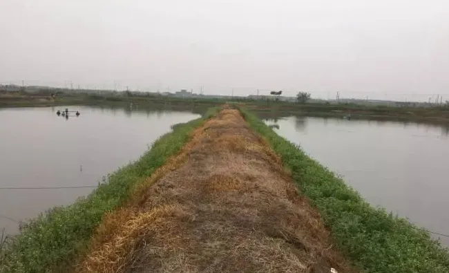 谈谈梅雨那些事儿之黄颡鱼篇