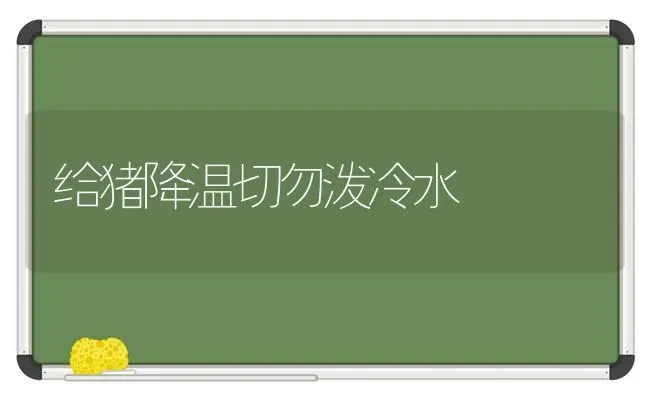 给猪降温切勿泼冷水 | 家畜养殖