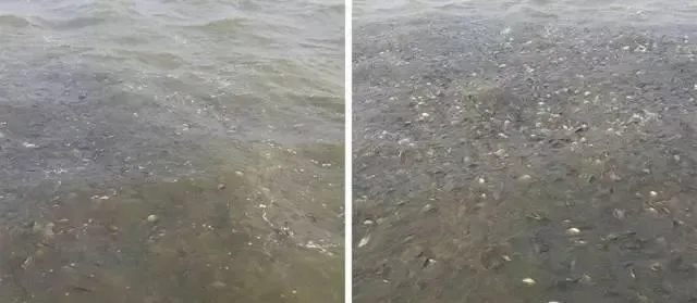 “鲫鱼鳃出血”防控技术 海大又有新发现