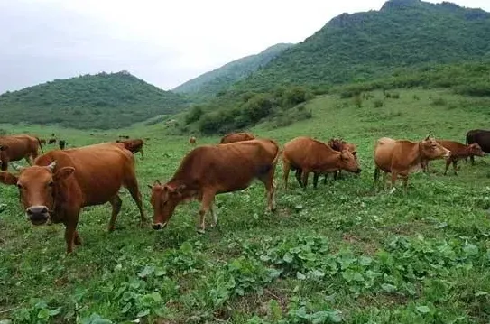 牛有机磷中毒的症状及治疗方案 | 养殖饲料