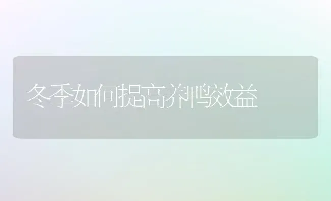 冬季如何提高养鸭效益 | 家禽养殖