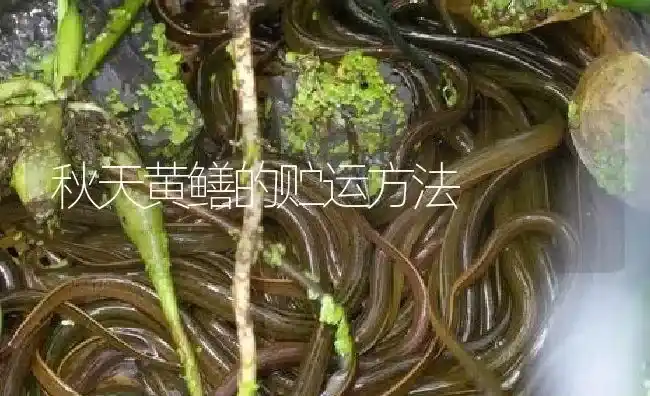 秋天黄鳝的贮运方法 | 淡水养殖