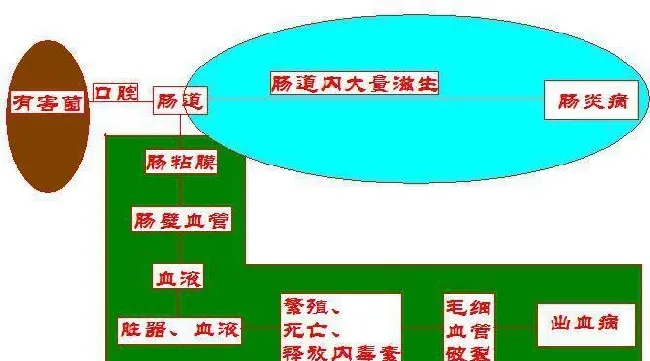 养殖户如何做好草鱼肠道护理？