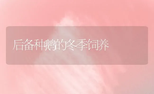 后备种鹅的冬季饲养 | 家禽养殖