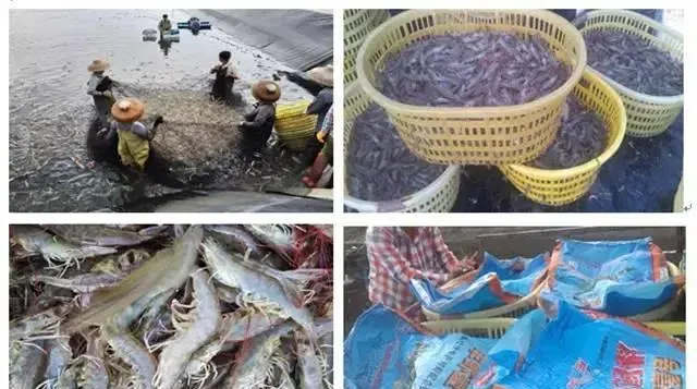 海南对虾养殖牛人如何实现60天40头 料比0.98