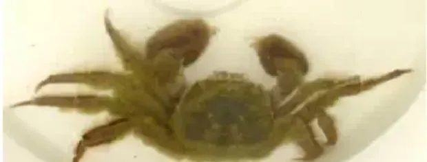 河蟹常见疾病的防治