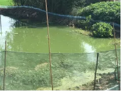 治理蓝藻要注意，稍有不慎有可能颗粒无收