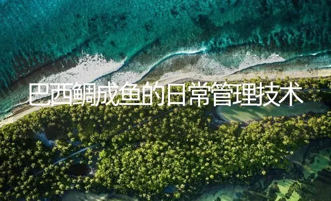 巴西鲷成鱼的日常管理技术 | 海水养殖