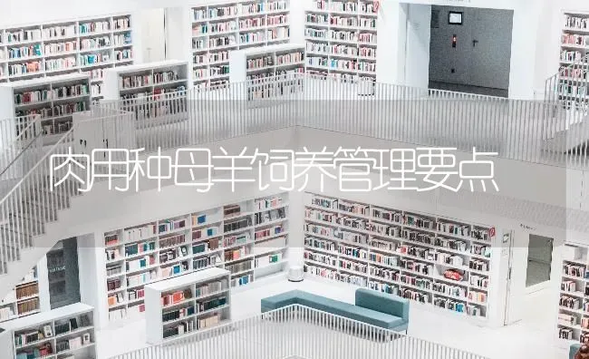 肉用种母羊饲养管理要点 | 家畜养殖