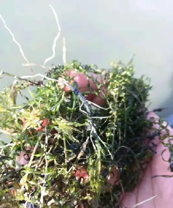 小龙虾选种，这个八个环节很重要