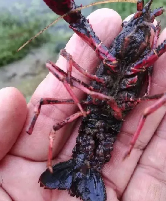 小龙虾选种，这个八个环节很重要