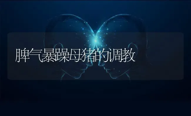 脾气暴躁母猪的调教 | 家畜养殖