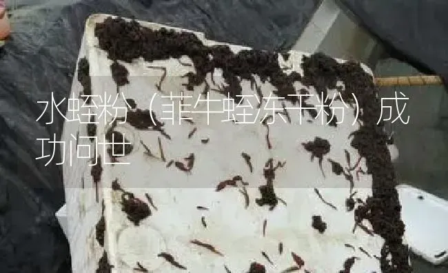 水蛭粉（菲牛蛭冻干粉）成功问世 | 特种养殖