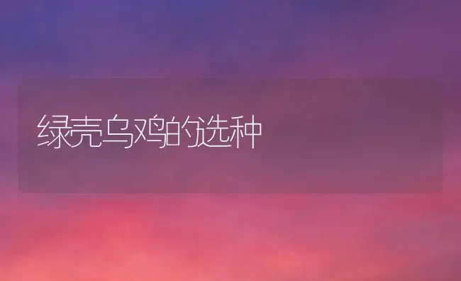 绿壳乌鸡的选种 | 家禽养殖