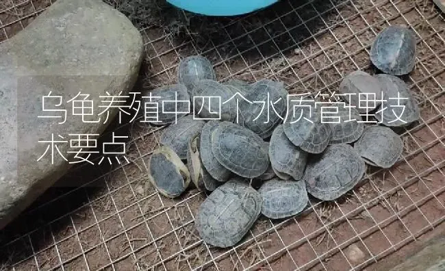 乌龟养殖中四个水质管理技术要点 | 淡水养殖