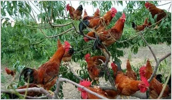 鸡排出红色粪便？可能给是这5个病害在作祟！ | 动物养殖知识