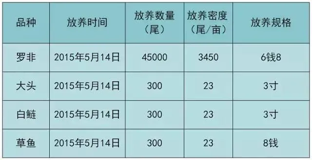 五个月出鱼九成二 让罗非鱼养殖户把钱赚到手