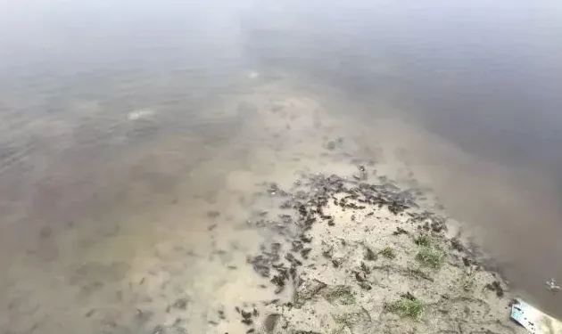 关于稻田小龙虾缺氧上草上岸的问题