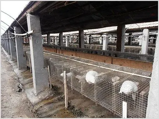 水貂得了阿留申病怎么治疗？ | 养殖常识