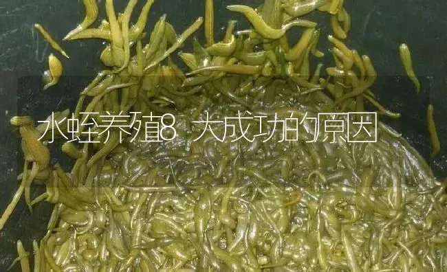 水蛭养殖8大成功的原因 | 特种养殖