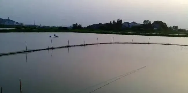 谈谈梅雨那些事儿之黄颡鱼篇