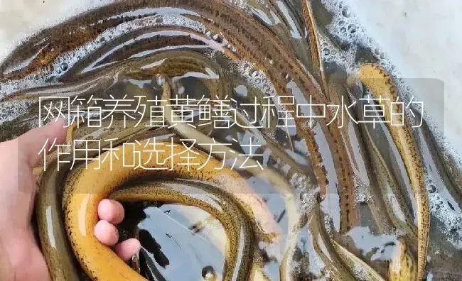 网箱养殖黄鳝过程中水草的作用和选择方法 | 淡水养殖