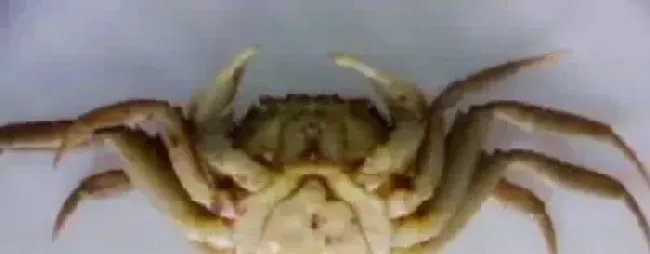 河蟹常见疾病的防治
