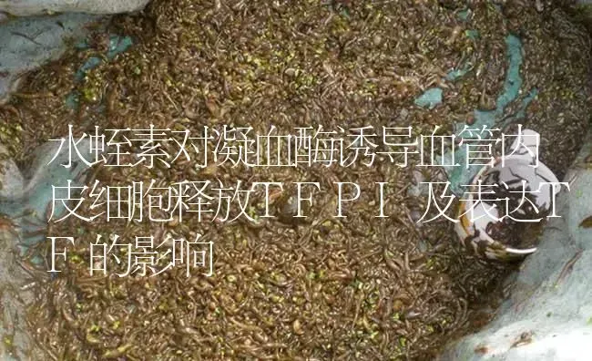 水蛭素对凝血酶诱导血管内皮细胞释放TFPI及表达TF的影响 | 特种养殖