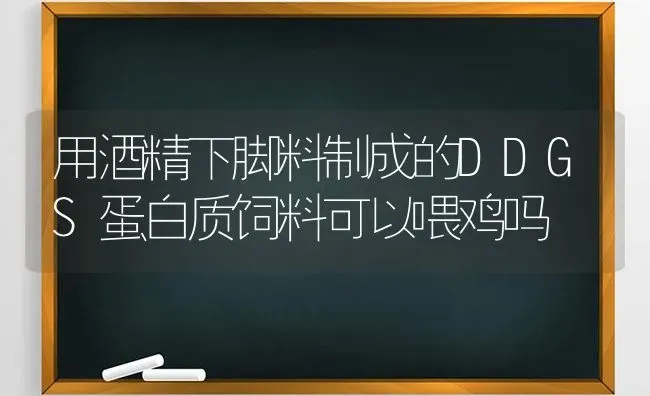 用酒精下脚料制成的DDGS蛋白质饲料可以喂鸡吗 | 家禽养殖