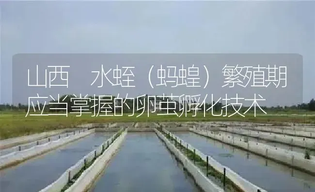山西 水蛭（蚂蝗）繁殖期应当掌握的卵茧孵化技术 | 特种养殖