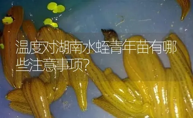 温度对湖南水蛭青年苗有哪些注意事项？ | 特种养殖