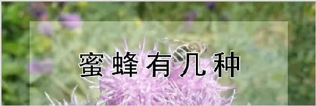 蜜蜂有几种 | 动物养殖知识