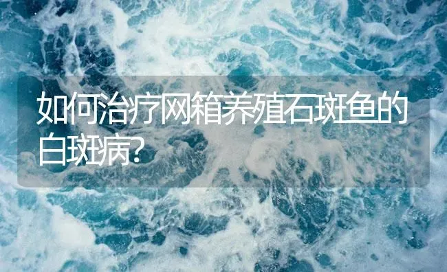 如何治疗网箱养殖石斑鱼的白斑病？ | 海水养殖