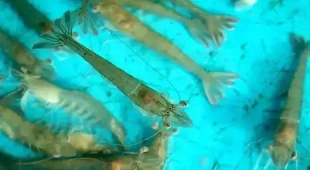 南美白对虾发病有哪些症状？
