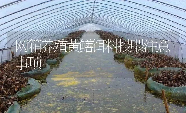 网箱养殖黄鳝饵料投喂注意事项 | 淡水养殖
