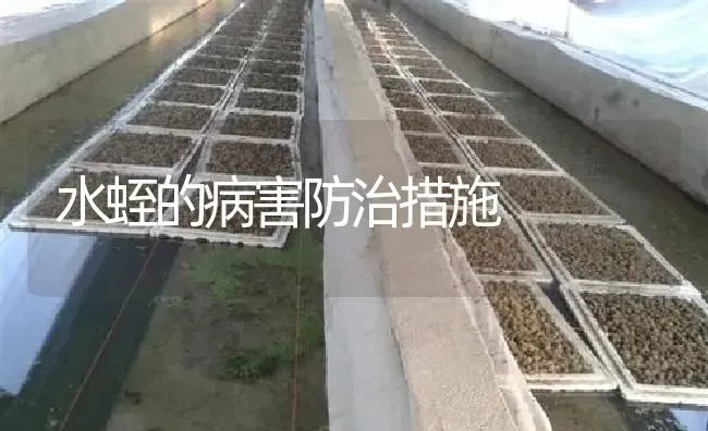 水蛭的病害防治措施 | 特种养殖