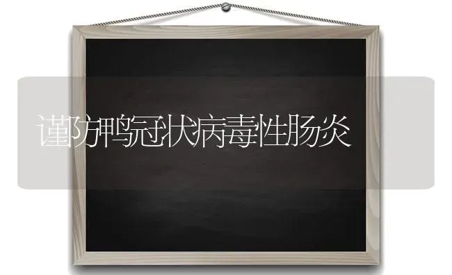 谨防鸭冠状病毒性肠炎 | 家禽养殖