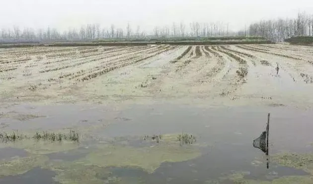 小龙虾池塘青苔的综合治理