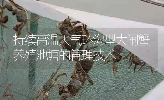 持续高温天气环沟型大闸蟹养殖池塘的管理技术 | 淡水养殖