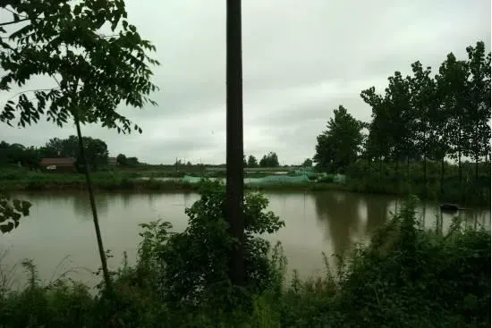 暴雨水灾过后养鱼塘河蟹塘的管理方法