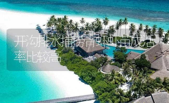 开沟排水捕捞青虾虾苗成活率比较高 | 海水养殖