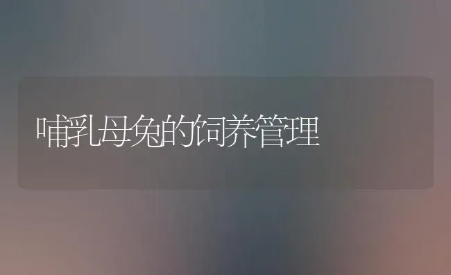 哺乳母兔的饲养管理 | 家畜养殖